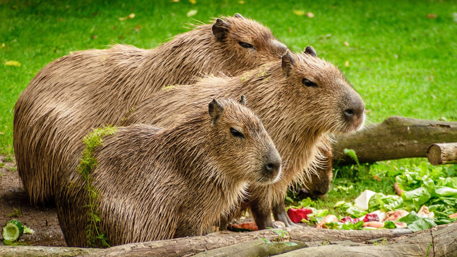 "chuot-lang-country-capybara