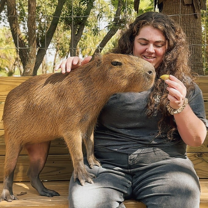 "capybara-song-tai-florida"