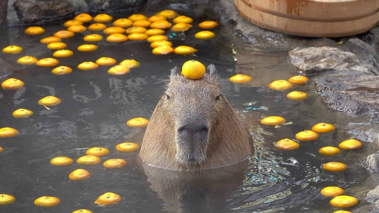 "capybara-thich-tam-suoi-nuoc-nong"