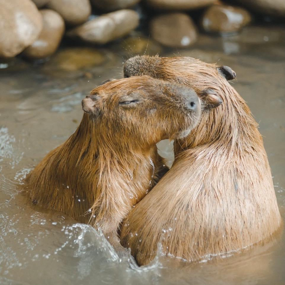 "capybara-communication-tiep-bang-am-thanh