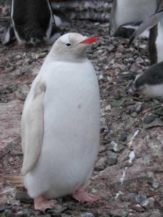 Pingüino albino Antártida