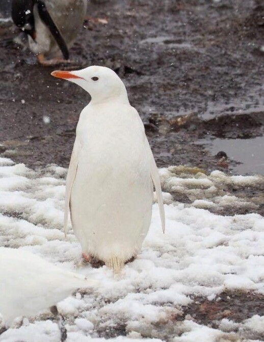 Unusual Albino Animals